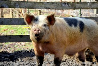 A Pig Feeding Guide for Raising Hogs